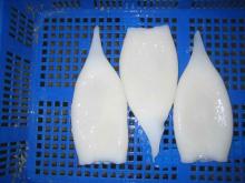 Squid tube/ring