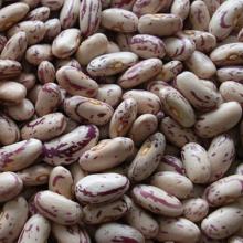 2011 New Crop Chinese Light Speckled Kidney Beans-YY001