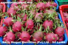 Dragon fruit