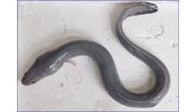 Anguilla Bicolor Pacifica or  Unagi   Eel 