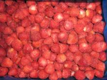  IQF   Frozen  strawberry