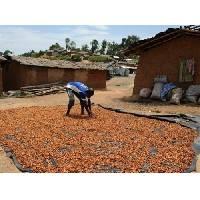 cocoa powder and cocoa beans