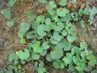 Gotu Kola Extract
