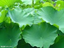  Lotus   Leaf  Extract