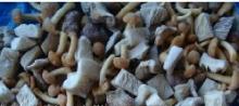 IQF  Mix ed  Mushroom 