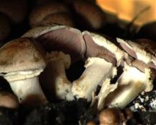 GENERIC MUSHROOM