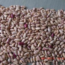 light speckled kidney beans-YY11