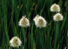 Natural white onion