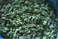  IQF   chopped   spinach 
