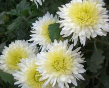 Huai  flos  chrysanthemum tea