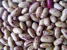 New Crop Light Speckled Kidney Beans,long shape
