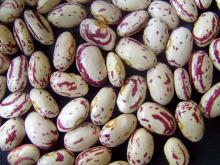 2011 Crop Light Speckled Kidney Beans,American round