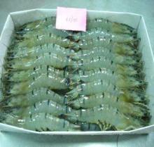  frozen   black   tiger   shrimp s
