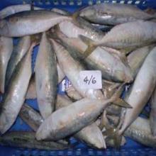 Frozen Mackerel Fish