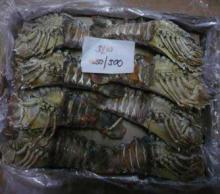 Frozen Sand Lobster