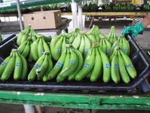 Fresh Green Banana