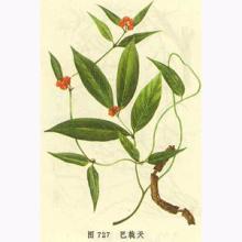 morinda officinalis polysaccharides