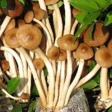 Agrocybe polysaccharide