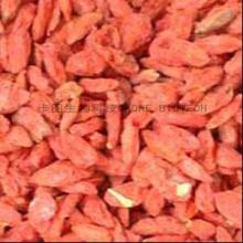 Lycium chinense polysaccharides