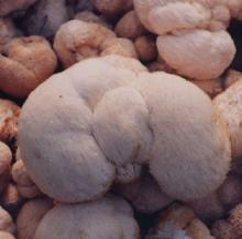 Hericium erinaceus polysaccharide
