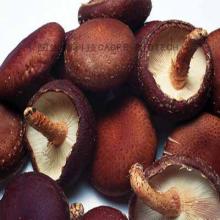  Shiitake   polysaccharide 