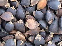 Chinese Buckwheat