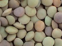  Chinese   Lentil s