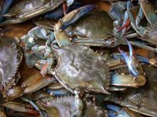 LIVE MUD CRABS