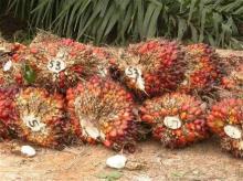 palm kernel oil