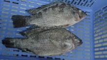 frozen black tilapia whole round