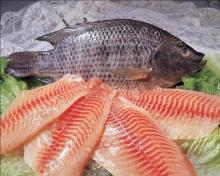 frozen tilapia fish