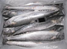 spanish mackerel