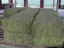 Alfalfa hay