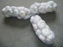 Pure white garlic
