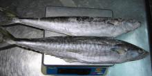 frozen spanish mackerel fish