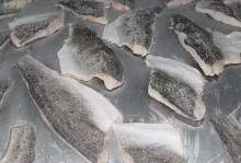  frozen   sea   bass   fish  fillet
