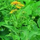 Rhizome Extract