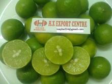 Fresh lemon origin Vietnam (best price)