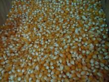 High quality non GMO yellow and white dry corn