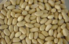 blanched peanut kernels