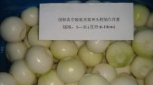Chinese Fresh Onion