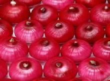 Chinese fresh purple Onion
