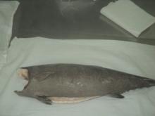 Oilfish HGT