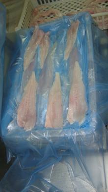 Hake Fillets