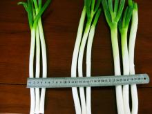 1-3cm frozen scallion(iqf scallion)