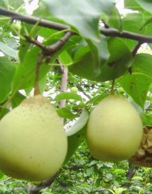  Fresh   Ya   Pear 