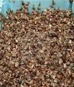 EDIBLE SNAILS
