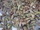 NUTRITIVE BROWN SNAILS