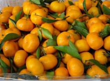 2011 Fresh Mandarin Orange