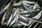Horse Mackerel